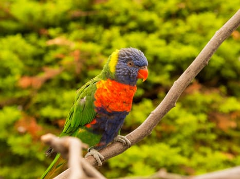 Colorful parrot resting on a thin branch