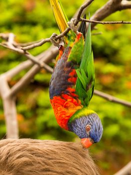 Colorful parrot hanging from branch and biting hair