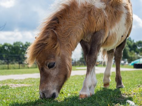 Small shetland pony eating grass on farm