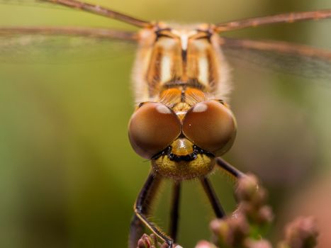 Dragonfly staring at camera with bright background