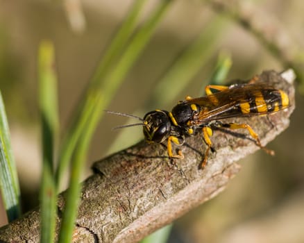 Black and yellow striped insect resting on branch