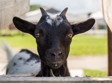 Young dark goat staring straight at camera