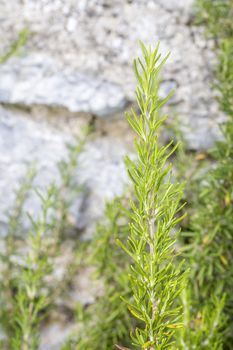 Close-up picture of a branch of rosemary with background