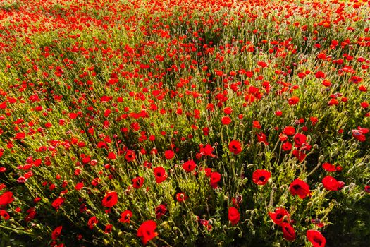Poppy flower field from a zenith point of view