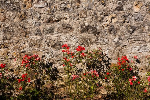 Nice image with a raw of wild rose plants bordering a textured wall in the french region of Dordogne