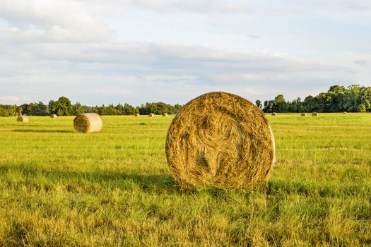 Roll of hay on field