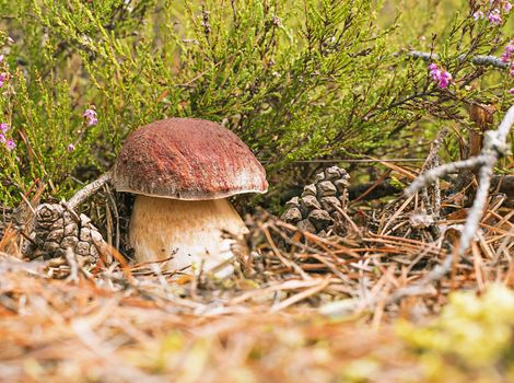 mushroom boletus on the background of heather and pine cones