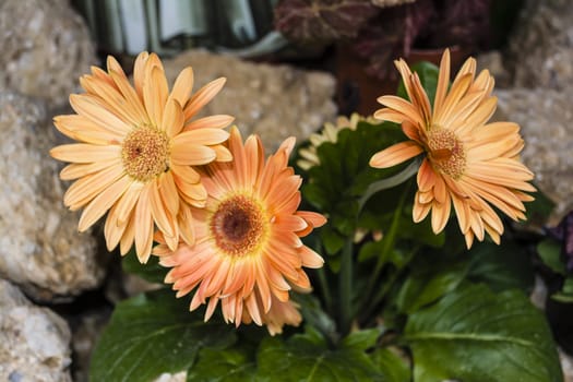 Orange flowers with green leaves