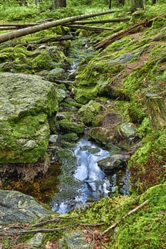 The primeval forest with mossed ground and the creek - HDR
