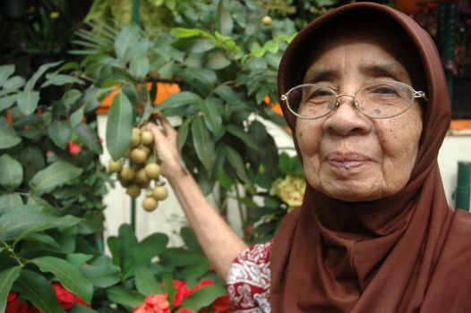 Bandung, Indonesia - March 17, 2012: Grandmother holding longan fruit on its tree.
