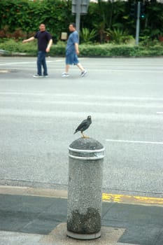 Starling bird that perch on road pillar.