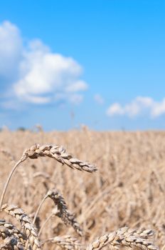 Ripening ears of yellow wheat field under blue sky