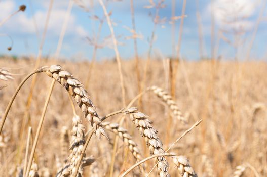 Ripening ears of yellow wheat field under blue sky