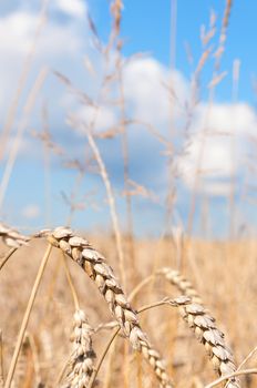 Ripening ears of yellow wheat field under blue sky