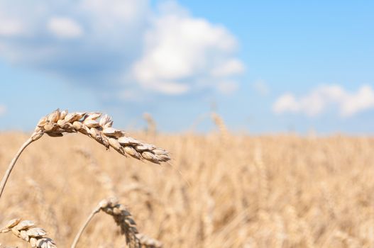 Ripening ears of yellow wheat field under blue sky