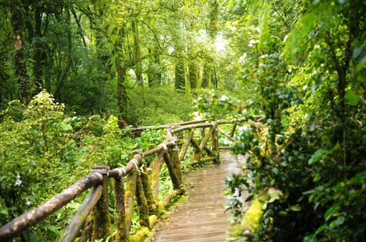 Wooden bridge in tropical rain forest, taken at Doi Inthanon National Park, Chiang Mai - Thailand.