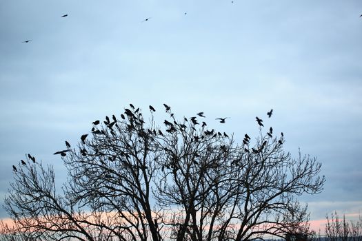 crow on tree on a sunset background