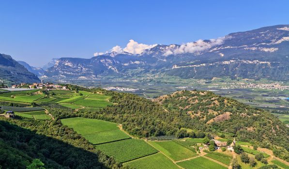 Overview of Adige Valley with vineyard on foreground, Italy