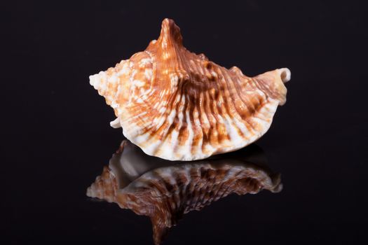 single seashell isolated on black background
