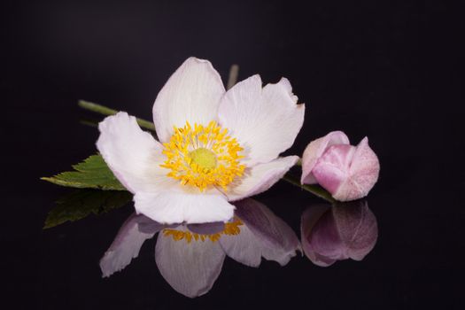 single flower of  hellebores with bud on black background