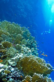 coral reef with fire corals and exotic fishes anthias at the bottom of tropical sea on blue water background