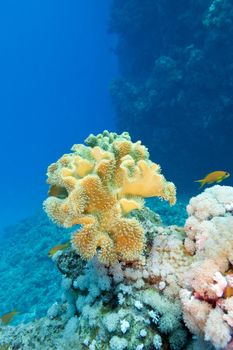 coral reef with great yellow soft coral at the bottom of tropical sea on blue water background