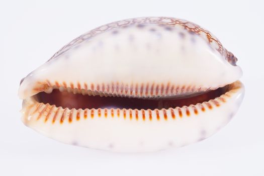 seashell of tiger cowry isolated on white background