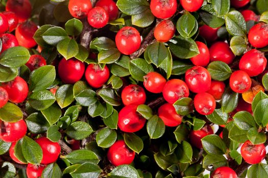 twing of cotoneaster with red fruit macro