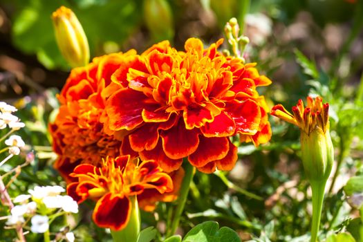 Close-up photo of orange Tagetes flower (marigold). Selective focus with shallow depth of field.