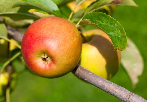 Apples on tree