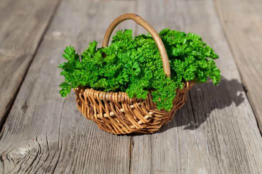 Basket of fresh parsley on wooden surface