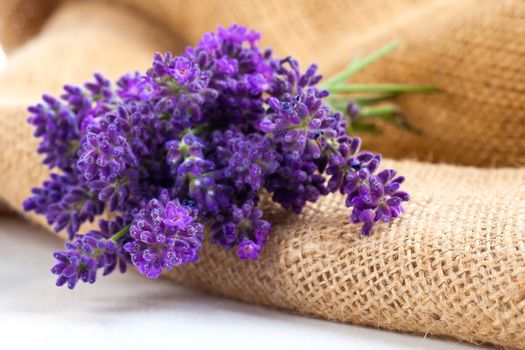 lavender flowers on the burlap, over white background