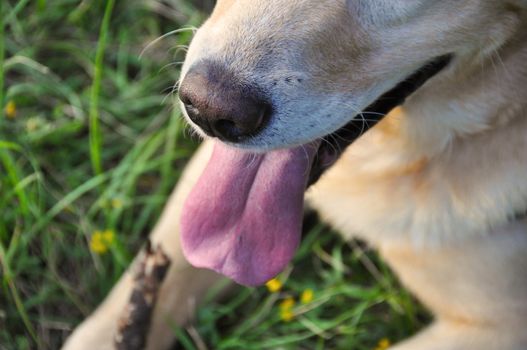 close-up of a muzzle of happy labrador