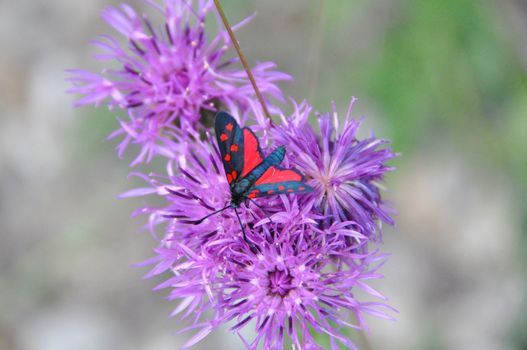 butterfly in the colors red and black flower