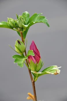 camelia bud with gray background ideal for contour 







camelia bud with gray background ideal for contour