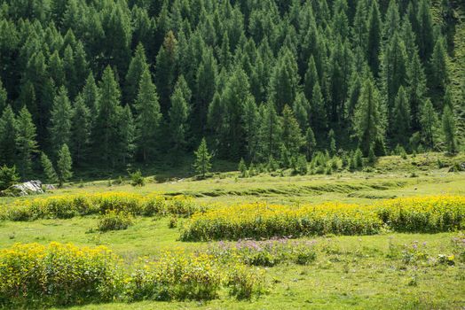 Meadow, flowers and forest in the mountains dolomites - Italy