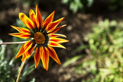 Bright orange daisy in Southwest garden shines with fresh, dazzling colors.  Copy space on right.