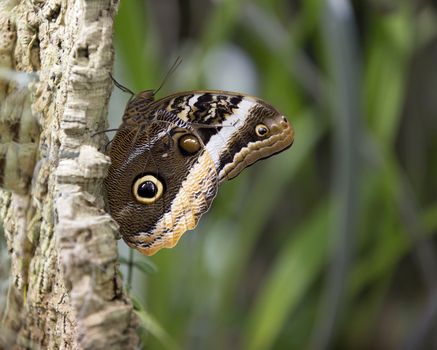 Queen owl butterfly, genus caligo, showing huge, bright eye spots that resemble an owl's eyes, to put off predators.  In popular Arizona tourist attraction, Tucson Botanical Gardens' Butterfly and Orchid Pavilion.  