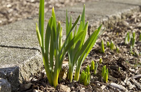 Natural image of daffodil leaves bursting from muddy ground and wood chips beside a stone border in the early spring. 