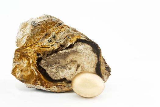 Gold nest eggs sits in front of specimen of ancient petrified wood. Time and value reflected in fossilized wood.  Financial investment given metaphor of strength and age.  