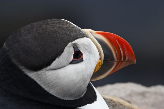 Close up of Atlantic Puffin in West Fjords region of Iceland.  Colorful bill is visible in close up on side of bird's face.  Copy space on right of horizontal image. Location is Latrabjarg Cliffs, a birding attraction with its accessible rookery and sea stacks.