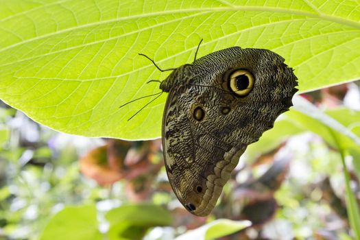 Sunlit leaf serves as umbrella shielding giant owl butterfly. Eyespot markings provide natural camouflage.  Location is Tucson Botanical Gardens' Butterfly and Orchid Pavilion in Tucson, Arizona. 