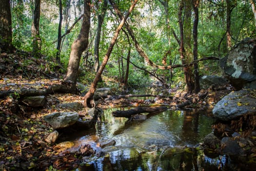 mountain river in the wood