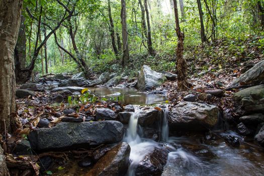 mountain river in the wood