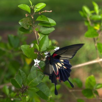 Papilio Polytes Butterfly on Clerodendrum  Flower. Krabi Province Thailand