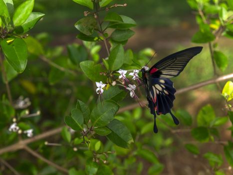 Papilio Polytes Butterfly on Clerodendrum Flower in Krabi Province Thailand