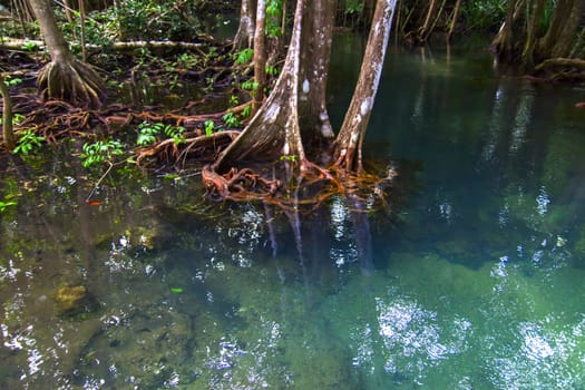 Pa Phru Tha Pom Klong Song Nam Nature Trail. Krabi Province, Thailand.