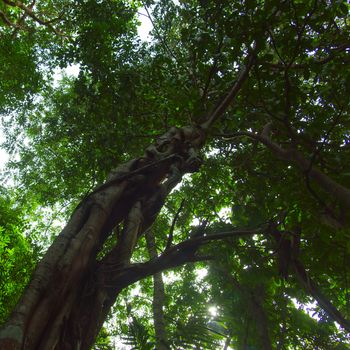 Twisted Tree on Tab Kak-Hang Nak Hill. Krabi Province, Thailand