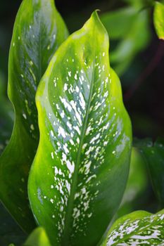 It is a leaf of Dumb Cane.Beauty in rainy season.