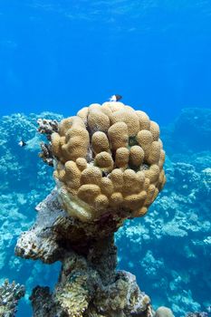 coral reef with great single honeycomb coral at the bottom of tropical sea on blue water background